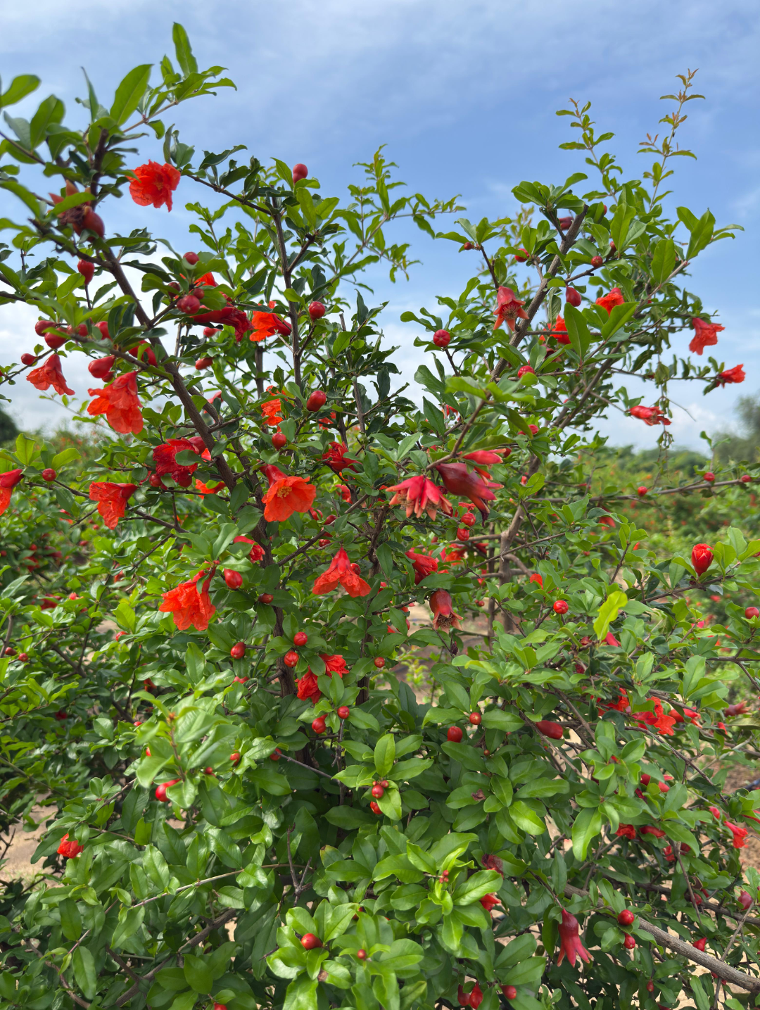 Pomegranate/Anaar hover 4